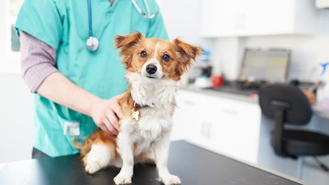 Highcroft Veterinary Centre - Eastville in Bristol
