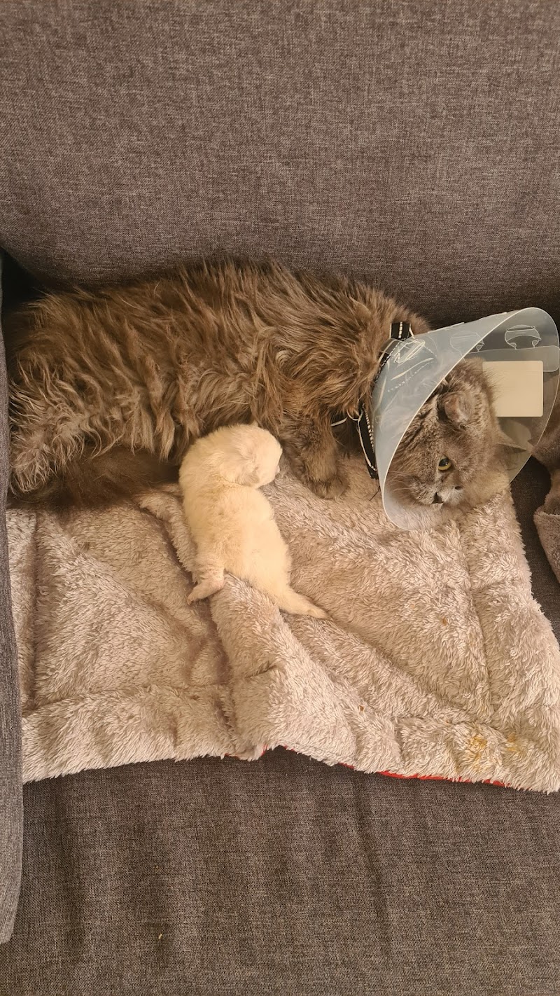 Teseo Veterinarios | Clínica veterinaria en Córdoba