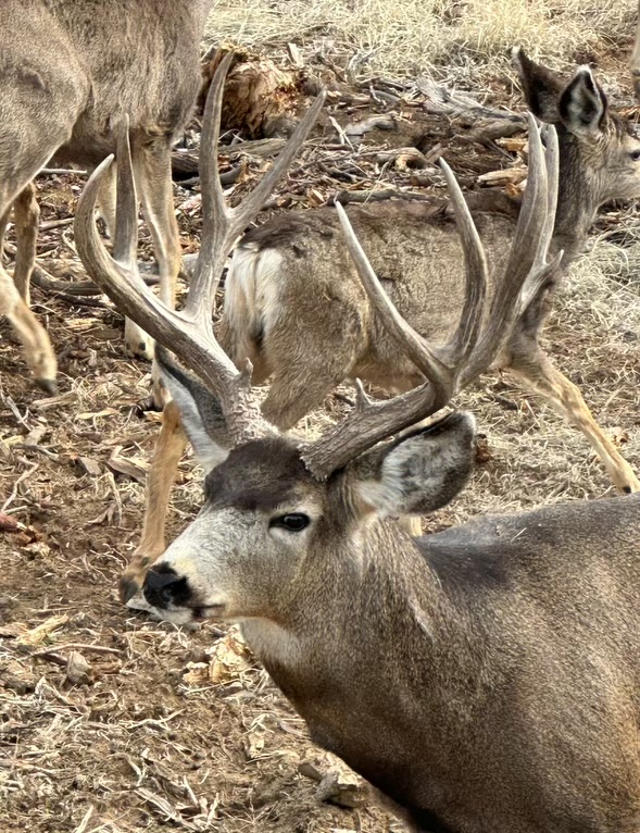 Tapocitos Big Game Hunts