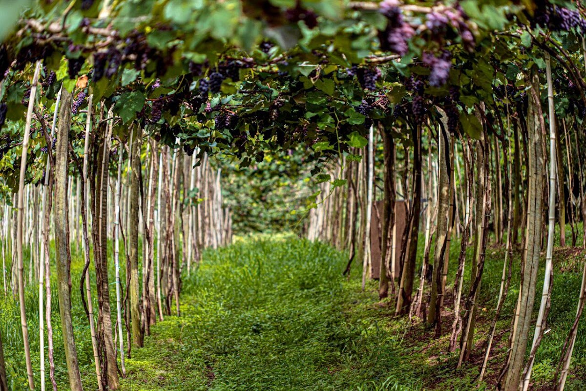 Saccomani Winery