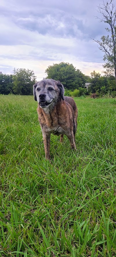 Regional Animal Wellness