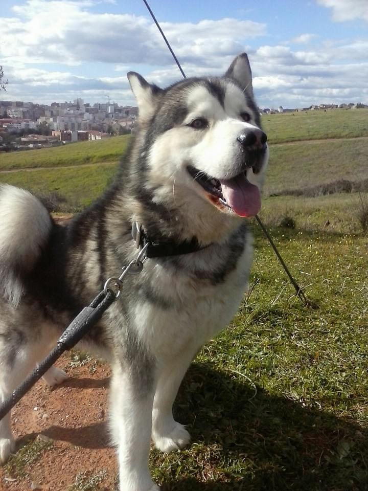 Hotel Canino y Felino Kabluna