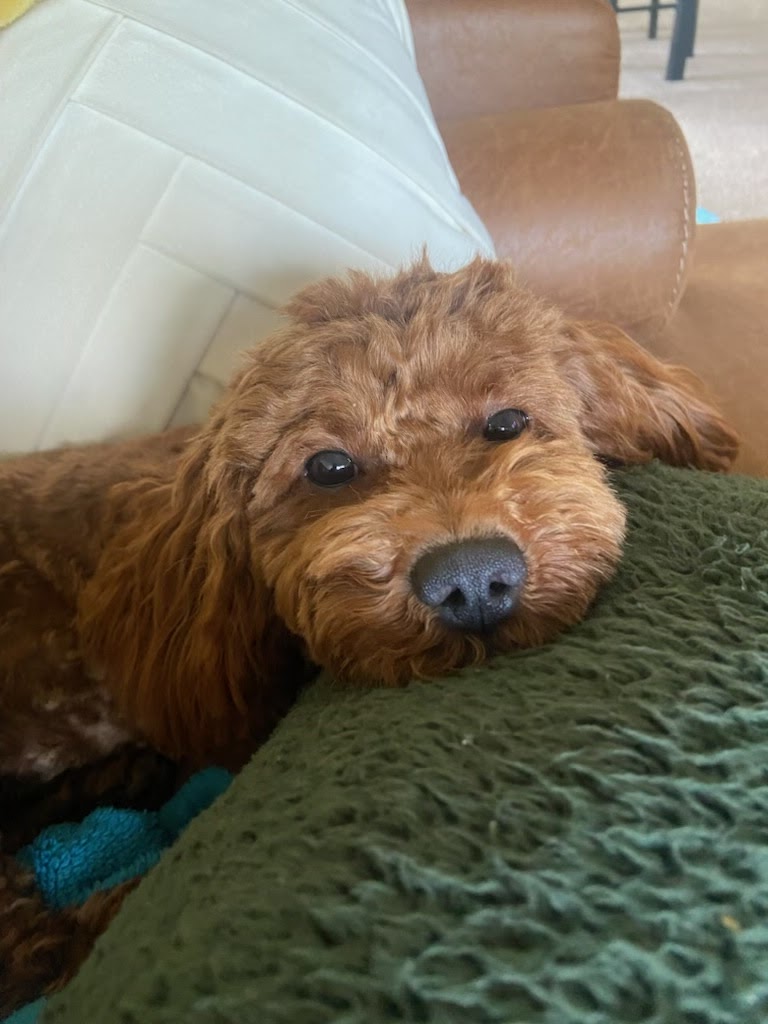 Dr. Drake B. Williams, MD