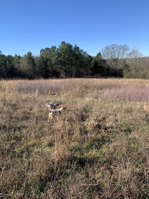 Sunshine Hunting Preserve