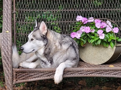 Waterdance Dogs Harrison, Tn