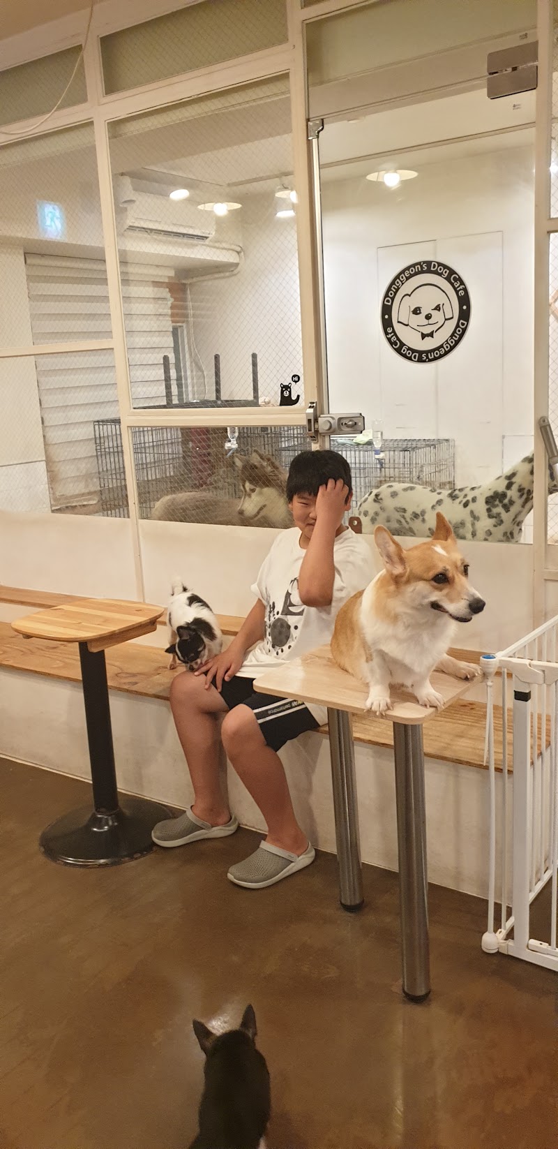 동건S애견카페 사진 3
