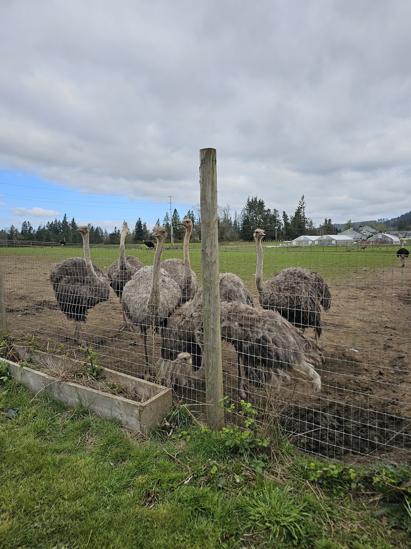 Triskelee Farm - Photo 6