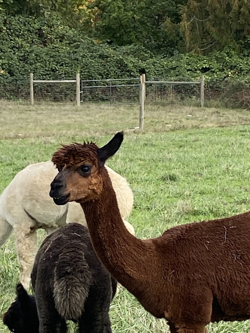 Triskelee Farm - Photo 1