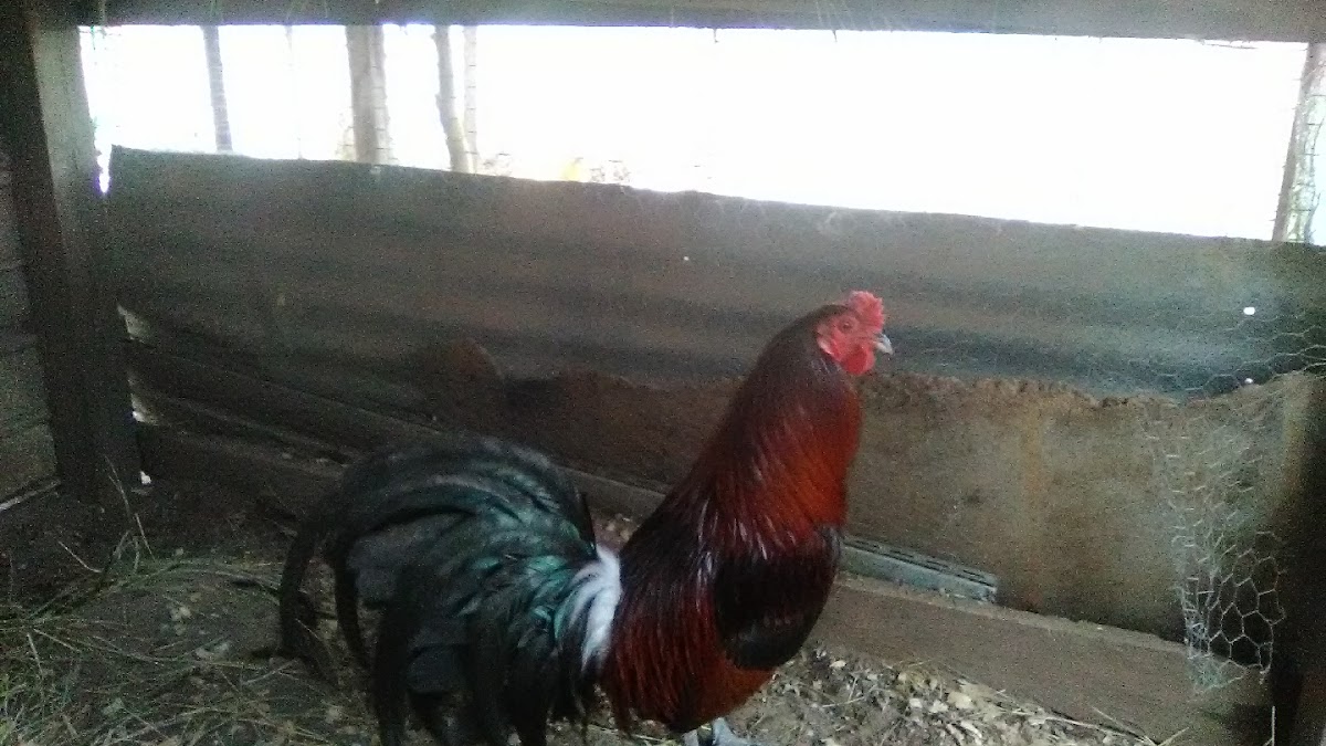 Backyard Brawlers Game Farm
