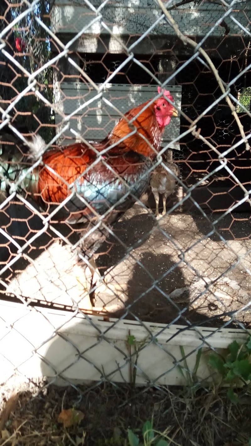 Backyard Brawlers Game Farm - Photo 4