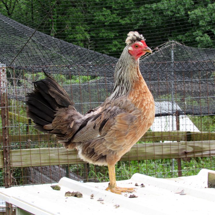 Backyard Brawlers Game Farm - Photo 3
