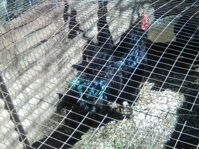 Backyard Brawlers Game Farm - Photo 5
