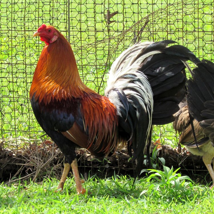 Backyard Brawlers Game Farm - Photo 1