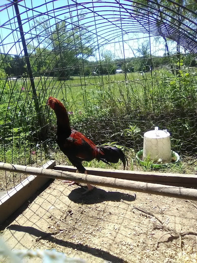 Backyard Brawlers Game Farm - Photo 2