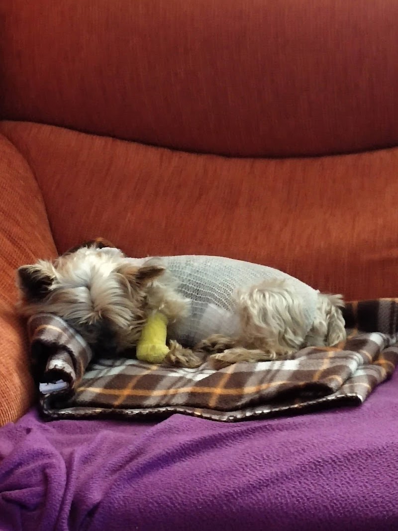 Centro Veterinario Xílgaro