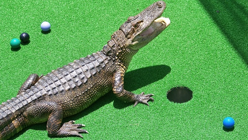Smugglers Cove Adventure Golf banner