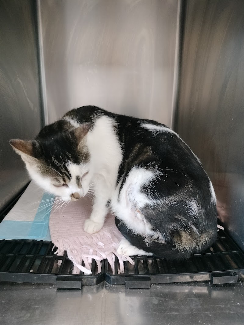 Clínica Veterinaria Salud Animal