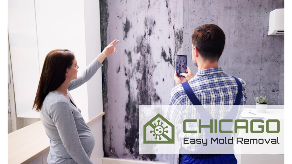 Chicago Easy Mold Removal — photo