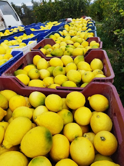 TEKGÜL NARENCİYE - Nakliyat