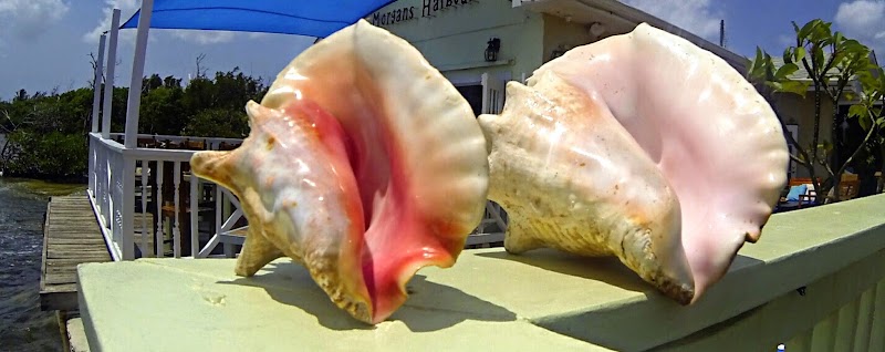 Morgan's Seafood photo 2