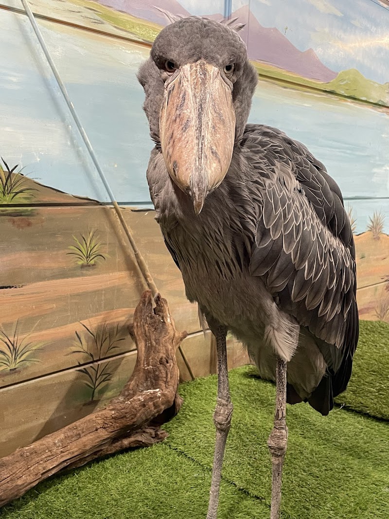 めっちゃおもろい動物園 JACKSONS