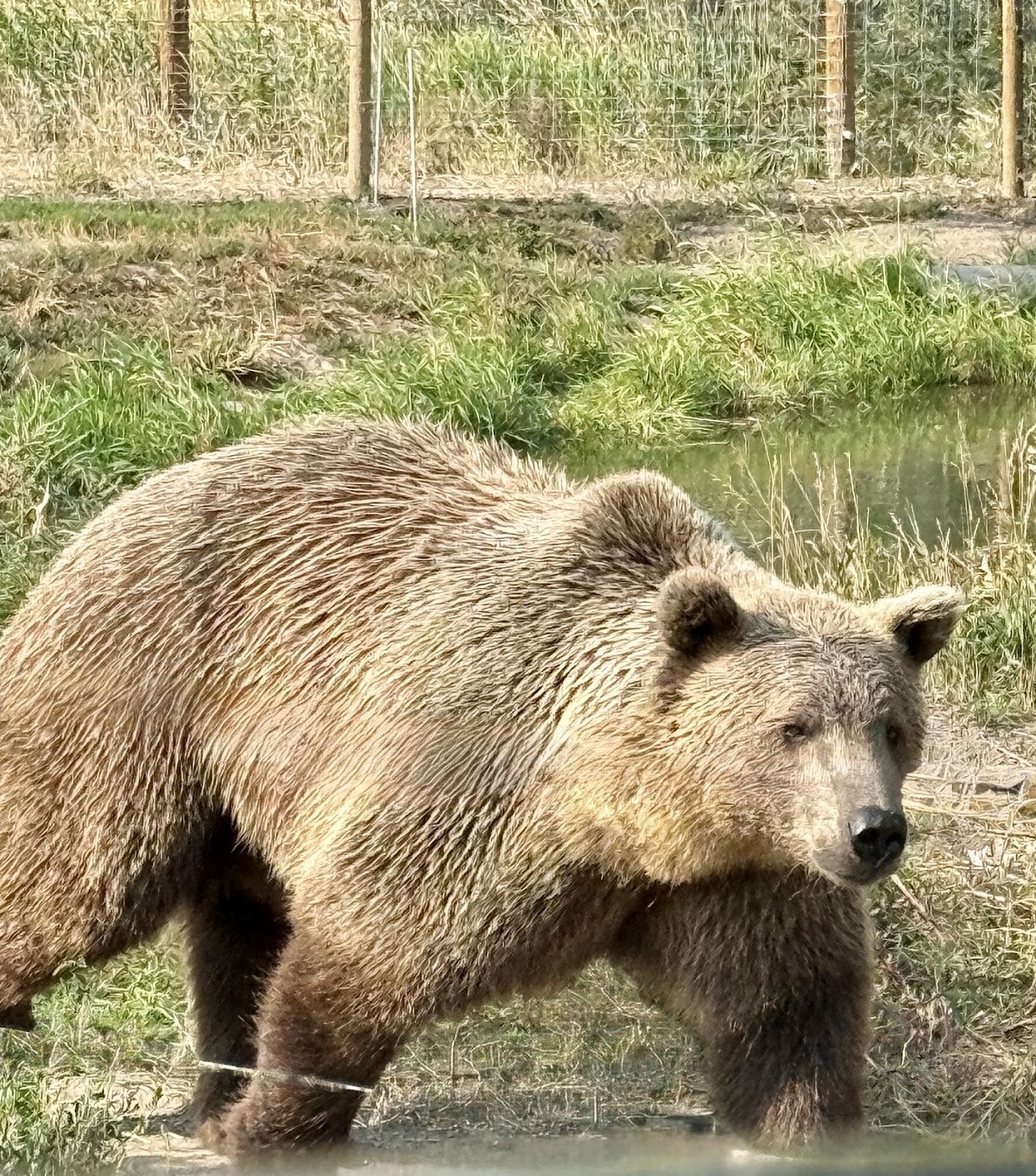 Yellowstone Safari Park