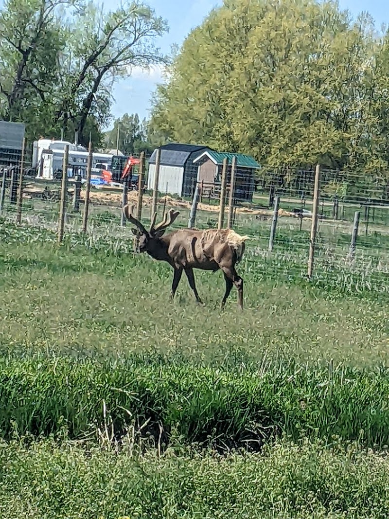 Yellowstone Safari Park - Photo 1