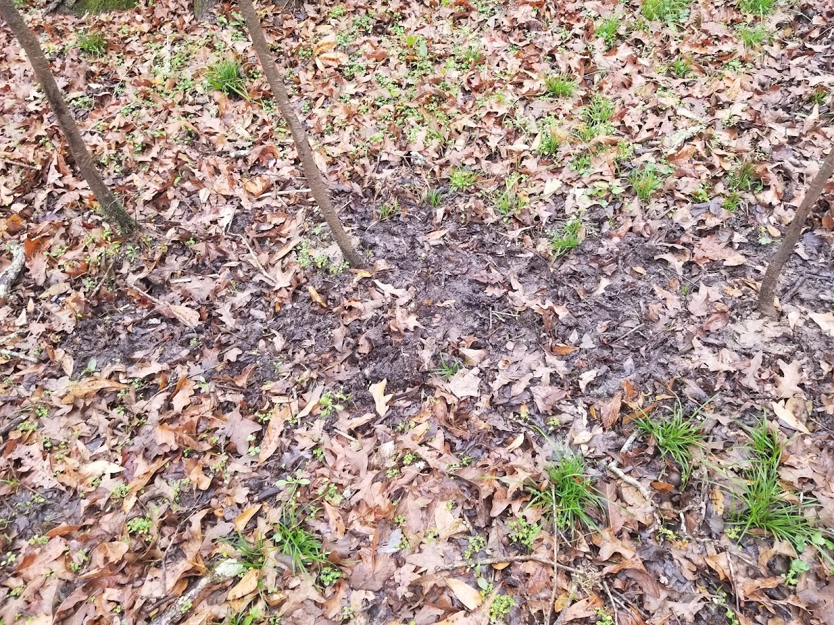 Sherburne Wildlife Management Area
