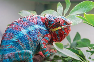 Pili Palas Nature World