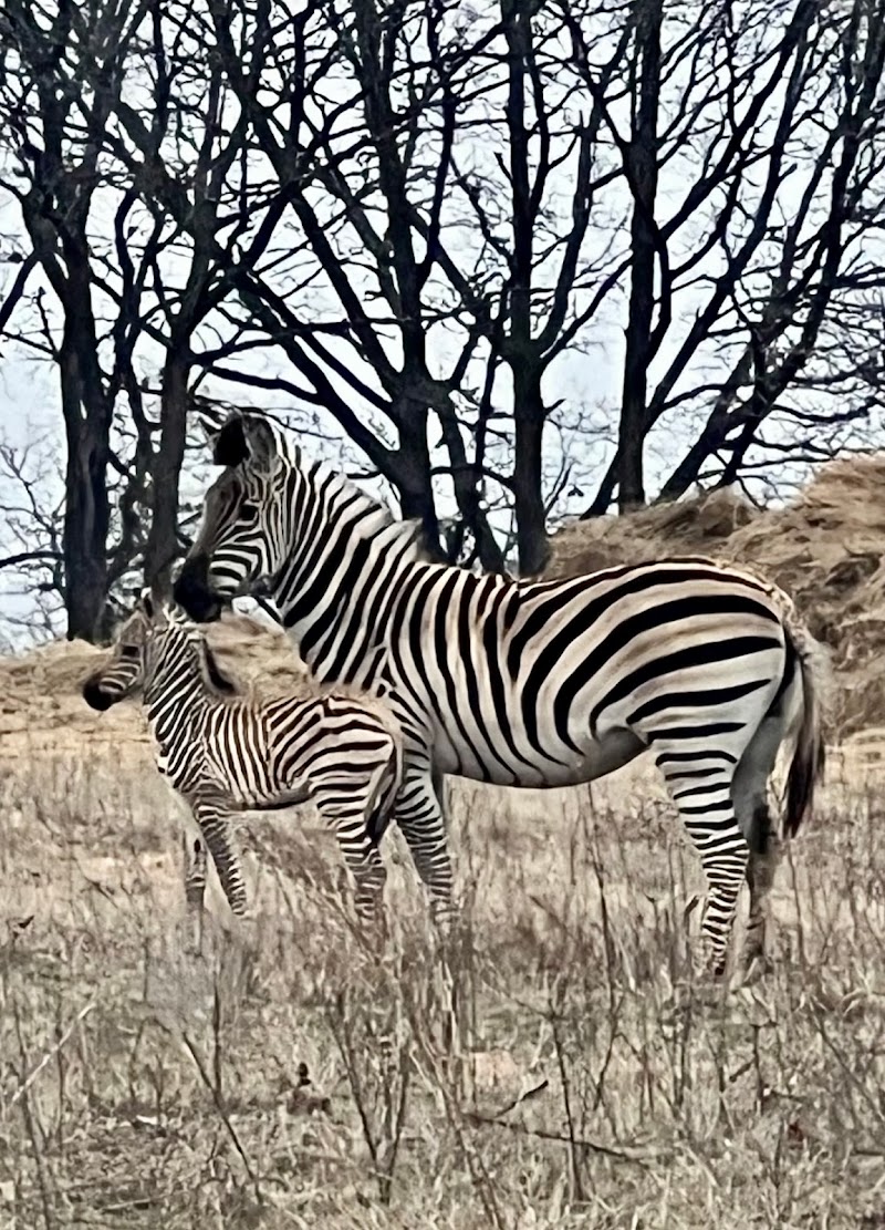 Lost Bucks Ranch - Photo 2