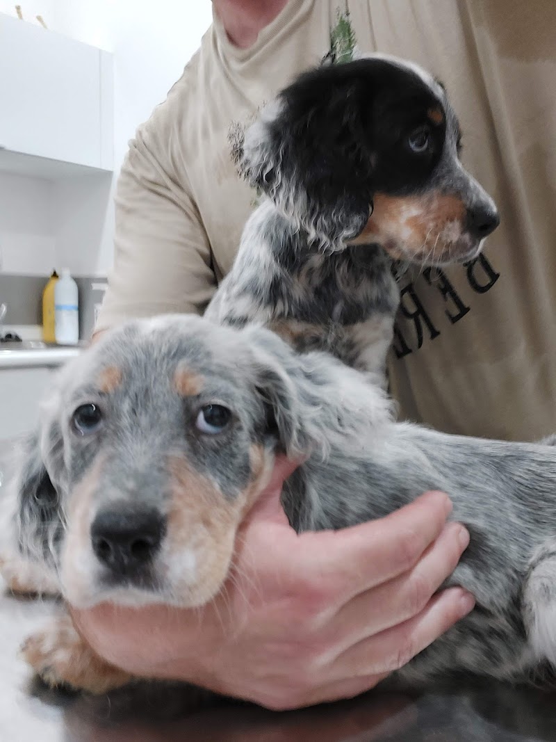 Clínica Veterinaria Gran Vía photo 4