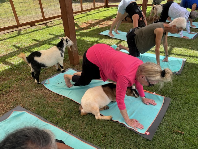 808 Goat Yoga — 4