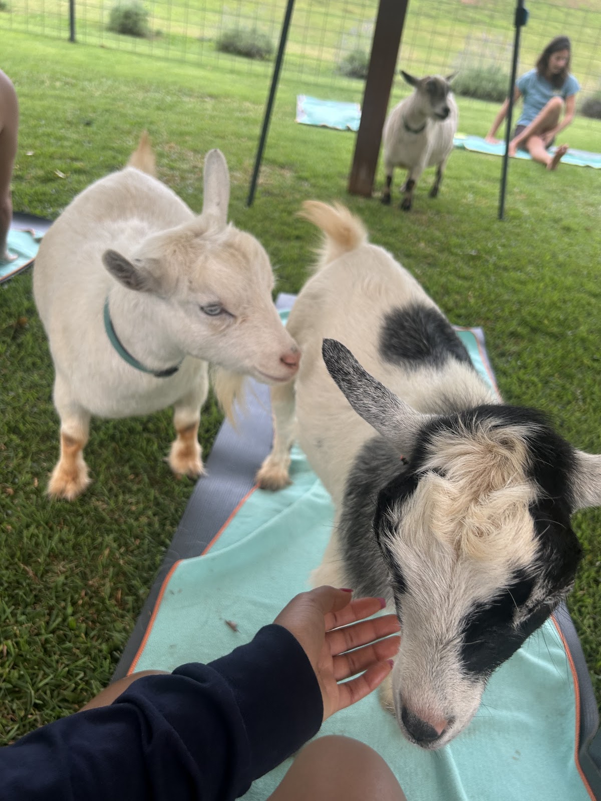 808 Goat Yoga — 3