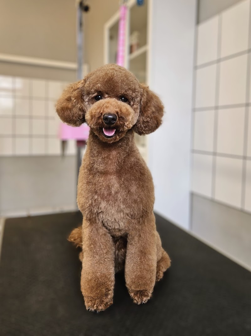 DOGGIES DELIGHT BERLIN