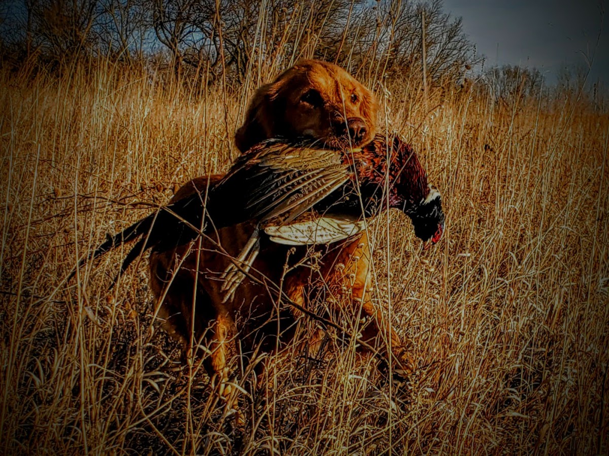 Top Flight Hunts