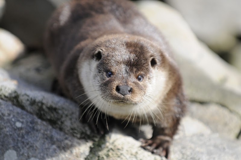 Lofotakvariet - The Lofoten Aquarium