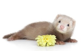 Clínica Veterinària Quiros