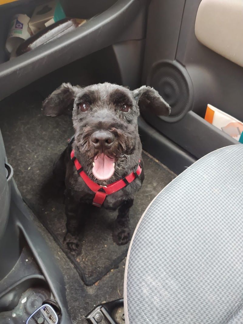 Clínica Veterinaria Sangueso