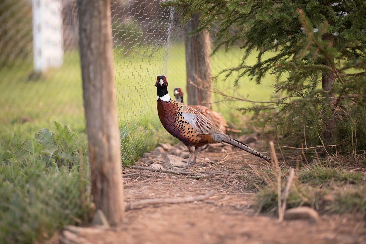 Ringneck Ridge Game Farms