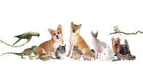 Clínica Veterinaria Los Galgos