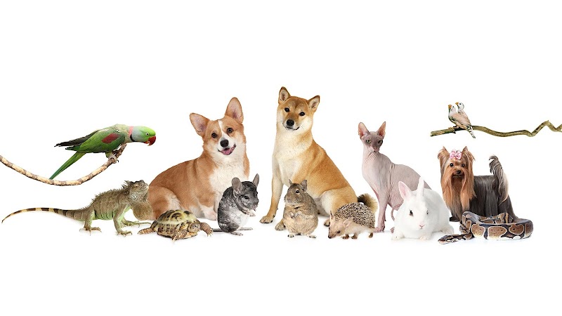 Clínica Veterinaria Los Galgos