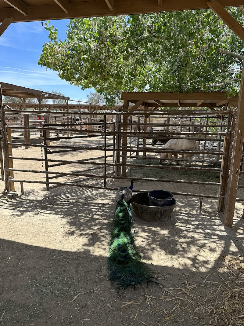 Barn Buddies Rescue - Photo 5