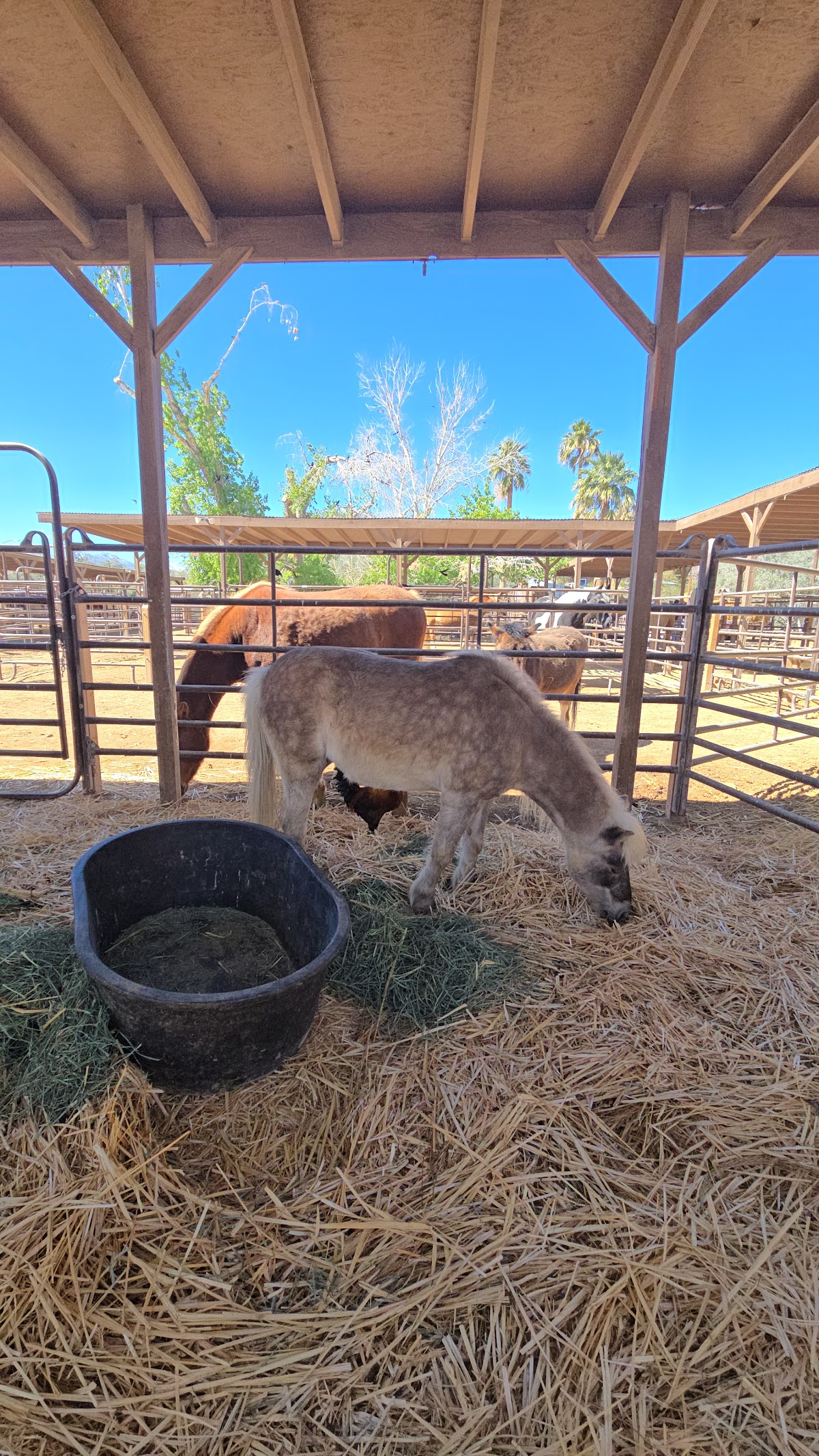 Barn Buddies Rescue