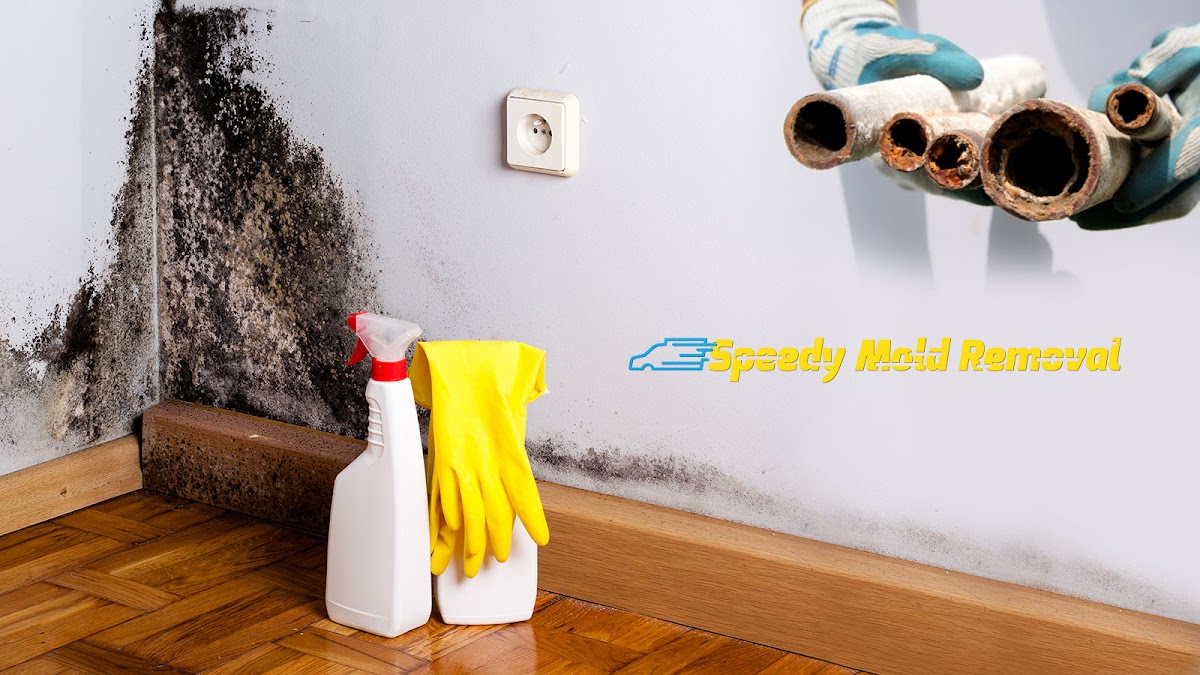 Speedy Mold Removal — photo