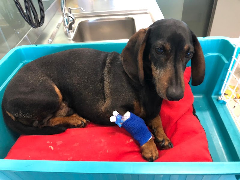 Centro Veterinario AABEM