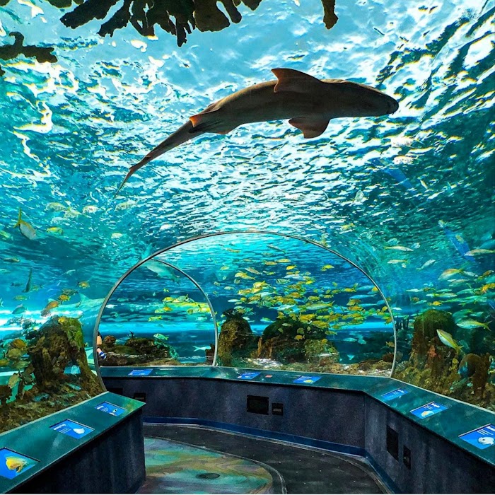 Ripley's Aquarium of Canada fotoğraf 1