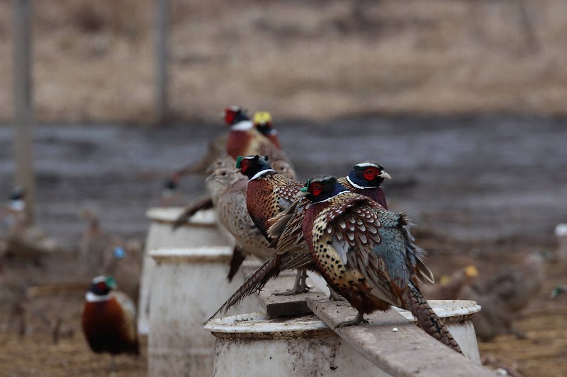 Cedar Hill Game Farm - Photo 5