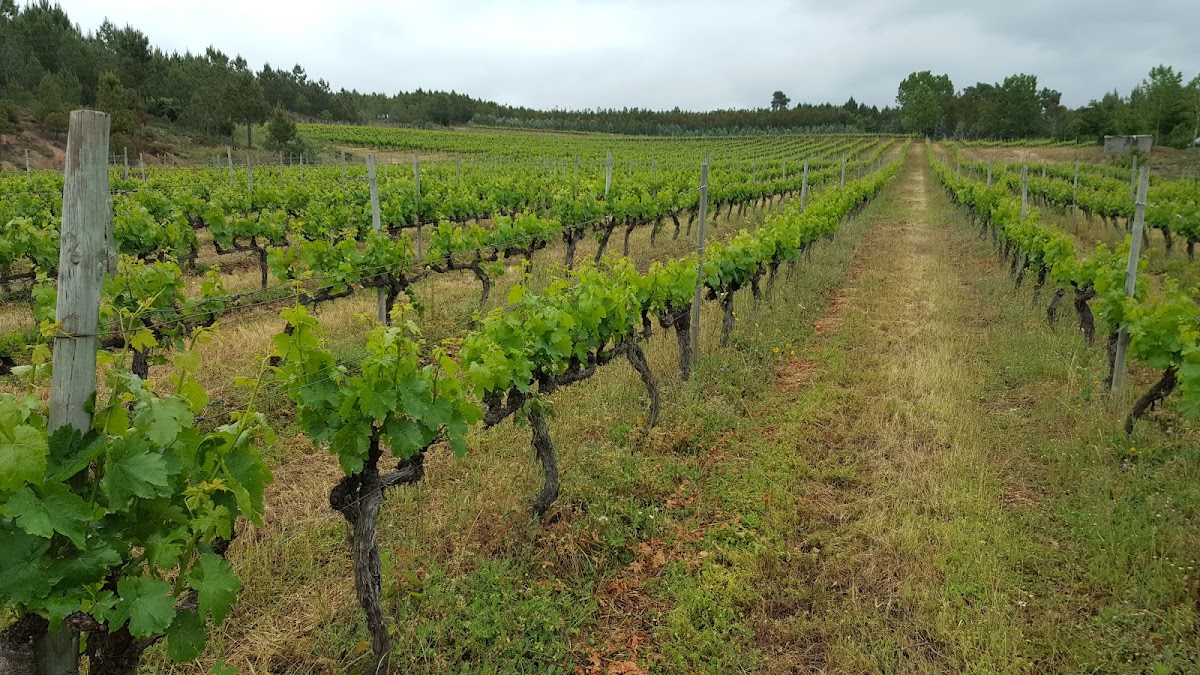 Textura Wines