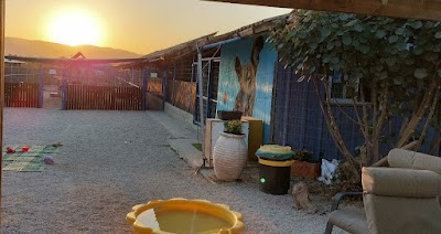 בשדות - פנסיון כלבים