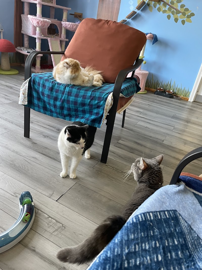 Bajah's Cat Cafe photo 3